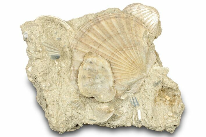 Fossil Marine Bivalve Mollusc Cluster - Gironde, France #302976